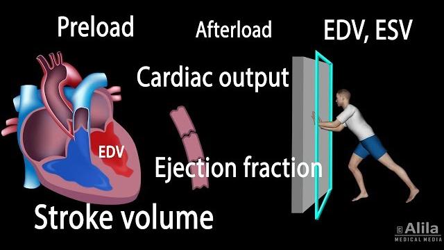 Cardiac output, stroke volume, edv, esv, ejection fraction Cardiac output, stroke volume, edv, esv, ejection fraction
