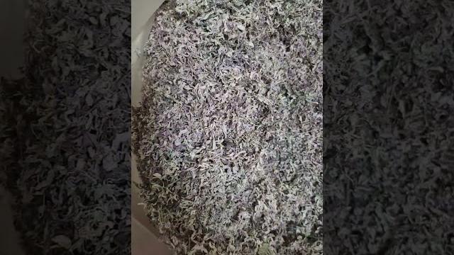 采几天茶青才炒出几斤藤茶 采几天茶青才炒出几斤藤茶