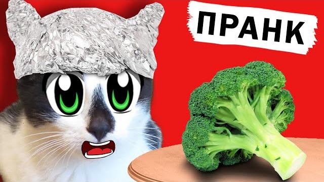 Пранки над котами! смешной кот и кошка мурка разыграны! новые приколы! 4 смешных пранка над друзьями Пранки над котами! смешной кот и кошка мурка разыграны! новые приколы! 4 смешных пранка над друзьями