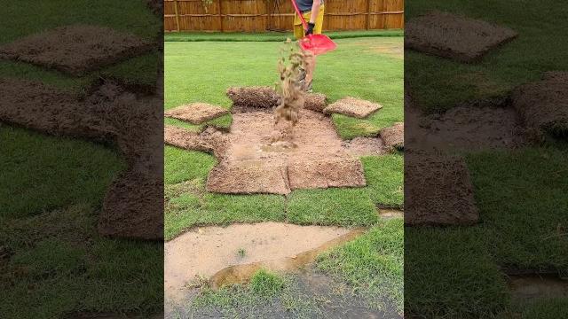 Lawn low spot repair… again Lawn low spot repair… again