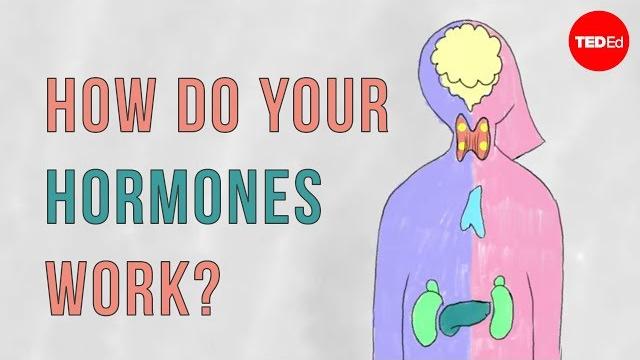How do your hormones work? - emma bryce How do your hormones work? - emma bryce