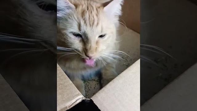 Cat punches the camera | wild on cat nip Cat punches the camera | wild on cat nip