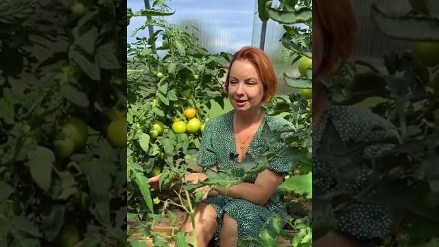 Почему скручиваются листья у томатов? Почему скручиваются листья у томатов?