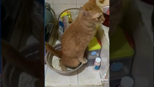 Kucing pup di tepung Kucing pup di tepung