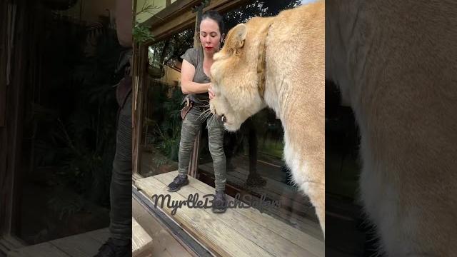The worlds largest cat. guinness, book of world records three times. liger myrtlebeachsafari The worlds largest cat. guinness, book of world records three times. liger myrtlebeachsafari