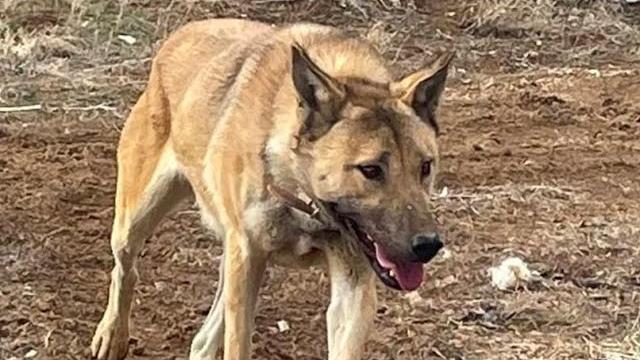 Wolf and kangal hybrid first time in the world Wolf and kangal hybrid first time in the world