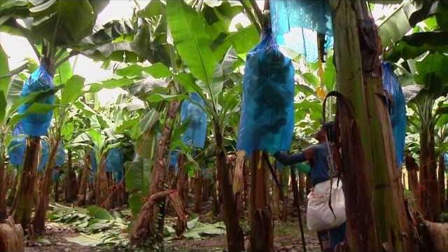 Dole - harvesting bananas Dole - harvesting bananas