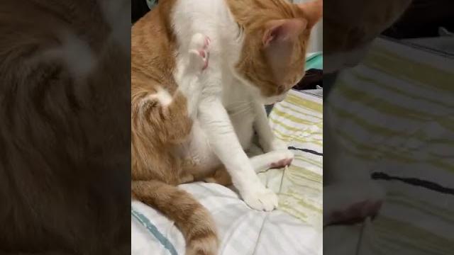 阿法~如何舔腳,情人節撒糖系列-2️ 阿法~如何舔腳,情人節撒糖系列-2️