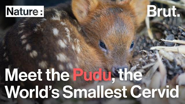 Meet the pudu, the world's smallest cervid Meet the pudu, the world's smallest cervid