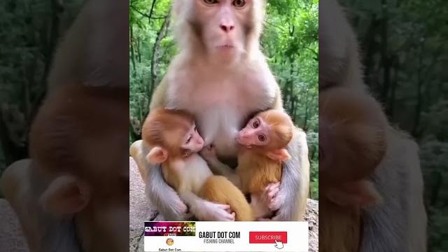 Monyet lucu gendong anaknya Monyet lucu gendong anaknya