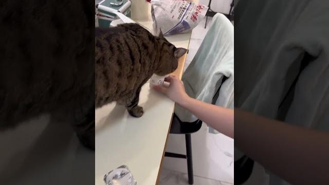 李二狗宝贝终于喝到酸奶了#狸花猫 #小猫是平淡生活的解药 #这是我一手养大的猫 李二狗宝贝终于喝到酸奶了#狸花猫 #小猫是平淡生活的解药 #这是我一手养大的猫