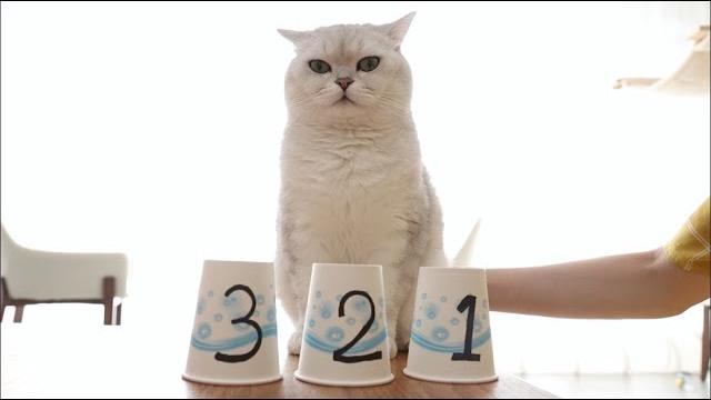 女主人和猫咪玩智力游戏,猫:明明可以靠脸吃饭,要什么智商!|花花与三猫 cat live 女主人和猫咪玩智力游戏,猫:明明可以靠脸吃饭,要什么智商!|花花与三猫 cat live