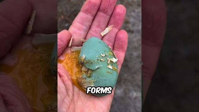 The terrible truth about blue eggs The terrible truth about blue eggs