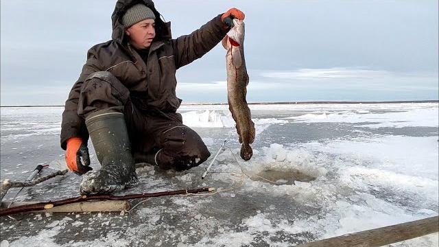 Как поймать налима!? Как поймать налима!?