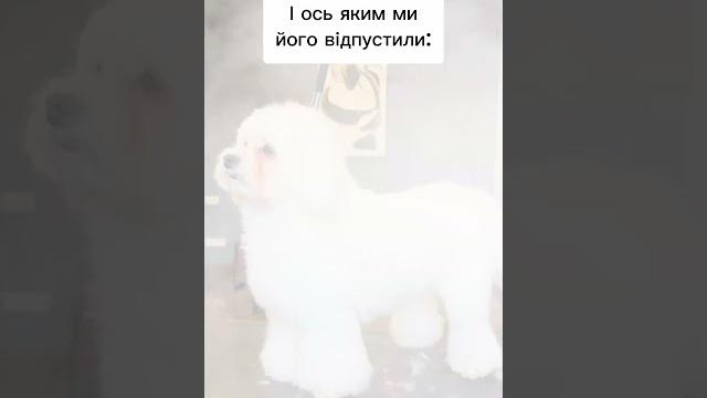 Грумінг-салон. bastidot Грумінг-салон. bastidot