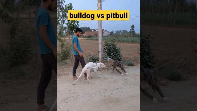 Bulldog vs pitbull dog #pitbull #bulldog Bulldog vs pitbull dog #pitbull #bulldog