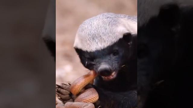 Honey badger | nature's true badass! #shorts Honey badger | nature's true badass! #shorts