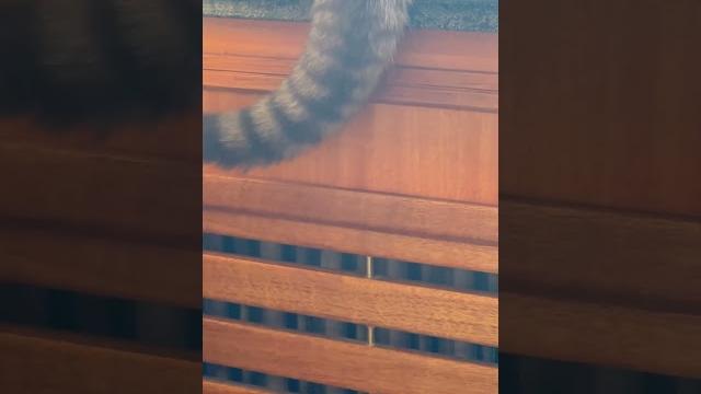 #cat #cute #cat #cute