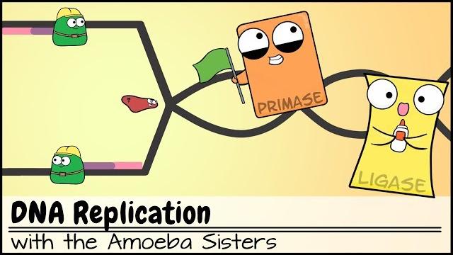 Dna replication (updated) Dna replication (updated)