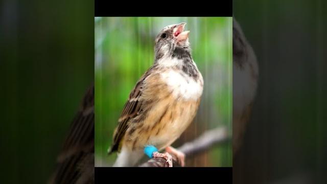 Blackthroat gacor suara jernih Blackthroat gacor suara jernih