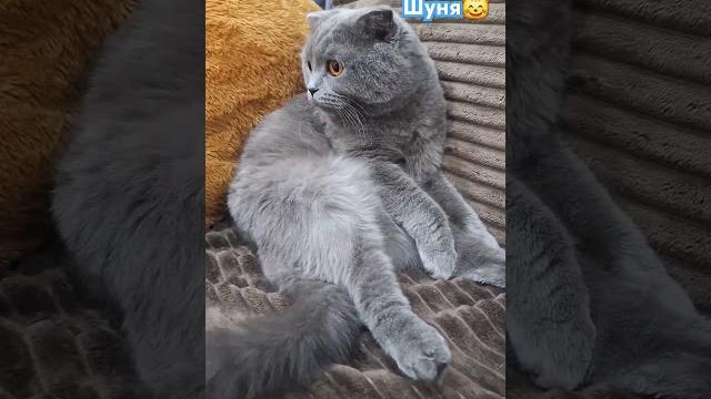 #live #шуня #cat #ты ща где?#юмор #топ #shots #live #шуня #cat #ты ща где?#юмор #топ #shots