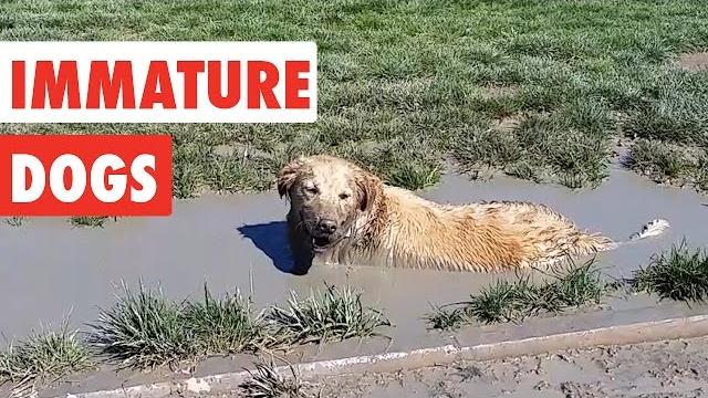 Immature dogs | funny dog video compilation 2020 Immature dogs | funny dog video compilation 2020