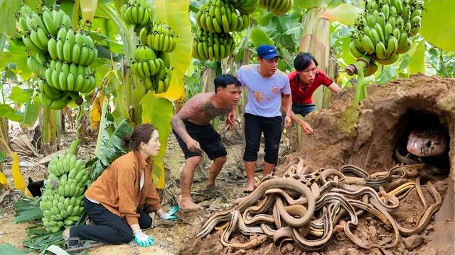 Harvest queen banana to sell - female hunter discovers extremely poisonous snake nest in banana bush Harvest queen banana to sell - female hunter discovers extremely poisonous snake nest in banana bush