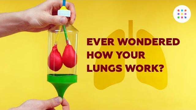 Diy model lungs Diy model lungs