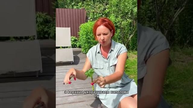 Старый бабушкин способ как черенковать розы Старый бабушкин способ как черенковать розы