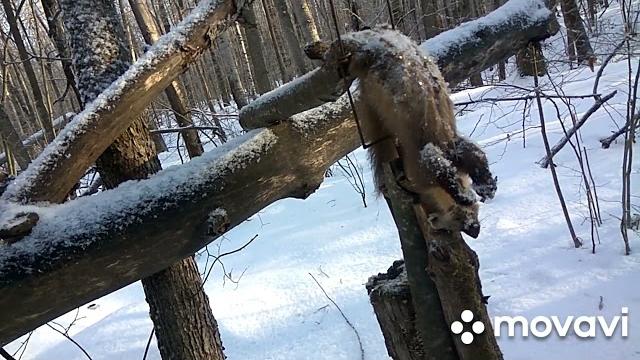 Охота на куницу: капканный промысел Охота на куницу: капканный промысел