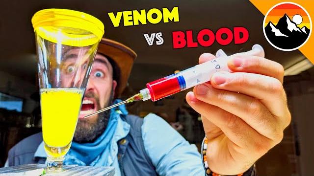 Human blood vs. snake venom! Human blood vs. snake venom!
