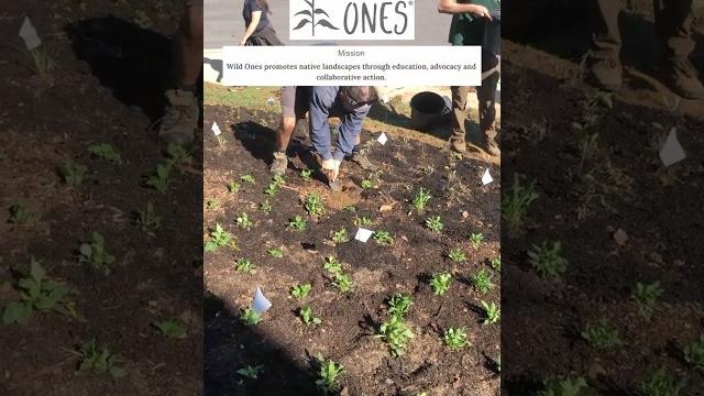 Restoring a native wildflower garden w/ wild ones! Restoring a native wildflower garden w/ wild ones!