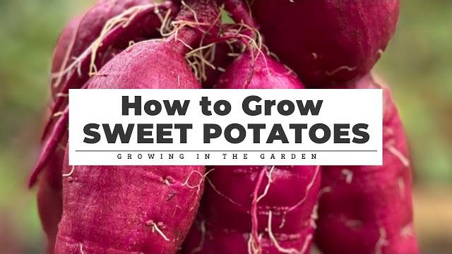 How to grow, harvest, cure & store sweet potatoes How to grow, harvest, cure & store sweet potatoes