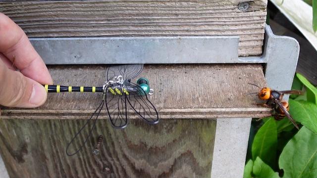 Saving honey bees: dragonfly figurine vs. giant hornets Saving honey bees: dragonfly figurine vs. giant hornets