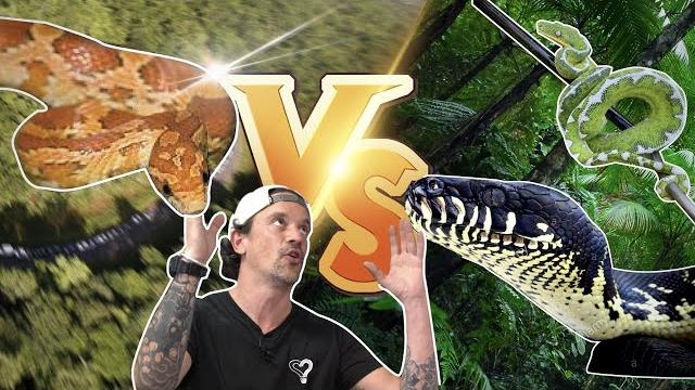 Serpent à 39€ vs serpent à 9000€ ! - toopet Serpent à 39€ vs serpent à 9000€ ! - toopet