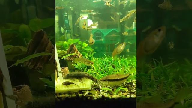 #гуппи #анцитрус #креветки #огурец #аквариум #aquarium #animalsplanet #animalshorts #aquário #гуппи #анцитрус #креветки #огурец #аквариум #aquarium #animalsplanet #animalshorts #aquário