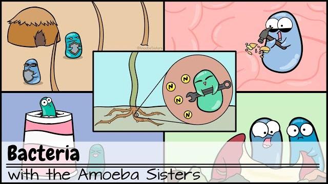 Bacteria (updated) Bacteria (updated)