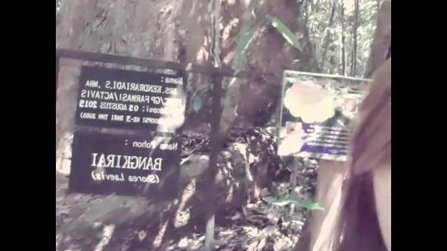 Bangkirai (pohon bangkirai) Bangkirai (pohon bangkirai)