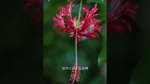 这么美丽的花灯你见过吗。 #吊灯扶桑 #朱槿 #中国剪纸艺术 #抖音自然植物 这么美丽的花灯你见过吗。 #吊灯扶桑 #朱槿 #中国剪纸艺术 #抖音自然植物