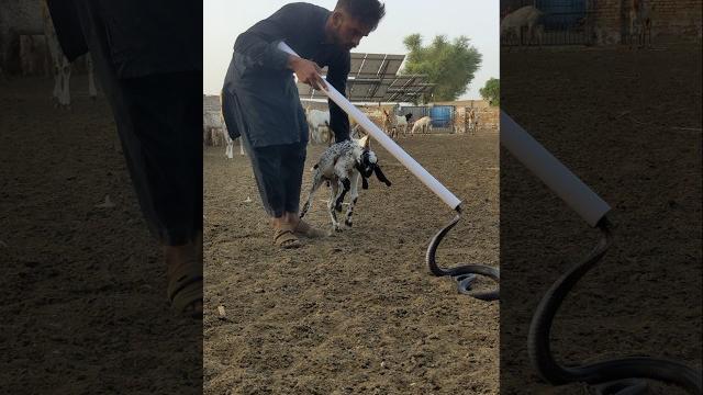 Bakri ka bacha bacha kia acha rescue kia hy Bakri ka bacha bacha kia acha rescue kia hy