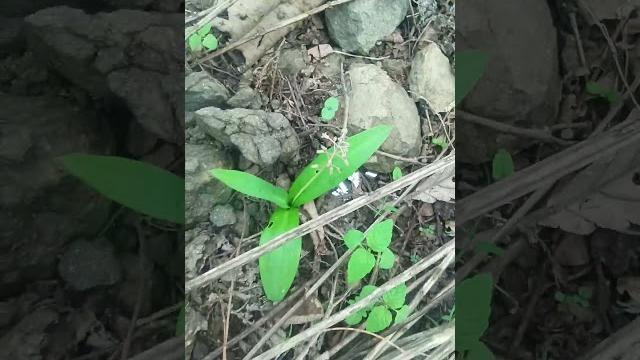 #chlorophytum #tuberosum #musli #safedmusli #herbs #kaalimusli #मूसली #सफेदमुसली #कालीमुसली #farming #chlorophytum #tuberosum #musli #safedmusli #herbs #kaalimusli #मूसली #सफेदमुसली #कालीमुसली #farming