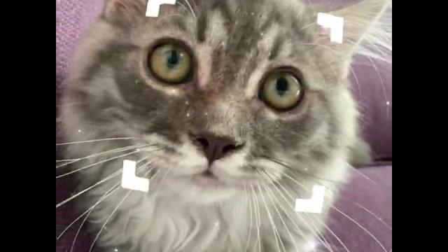 Babygrey! Babygrey!