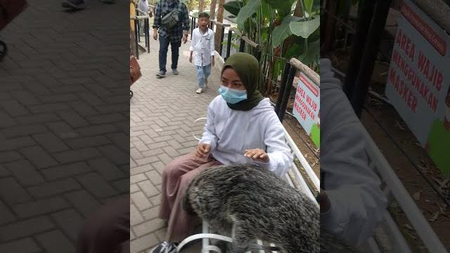 Musang pandan #lembangparkzoo #musang Musang pandan #lembangparkzoo #musang
