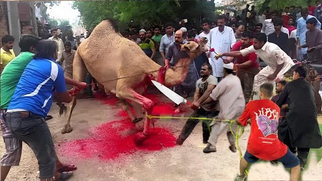 Out of control camel qurbani 2025 #camel #cow #qurbani Out of control camel qurbani 2025 #camel #cow #qurbani