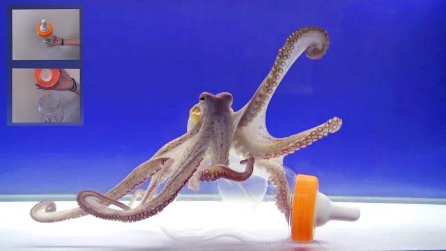 Octopus intelligence experiment takes an unexpected turn Octopus intelligence experiment takes an unexpected turn