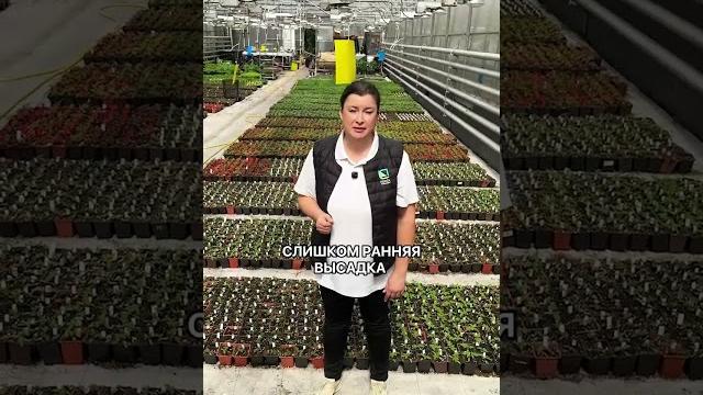 Главные ошибки при высадке рассады! Главные ошибки при высадке рассады!