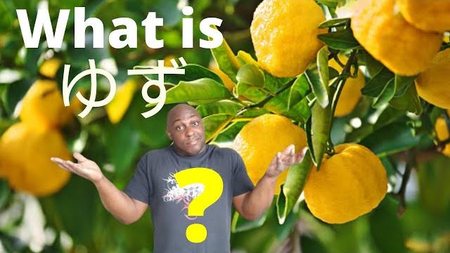 What is yuzu? What is yuzu?