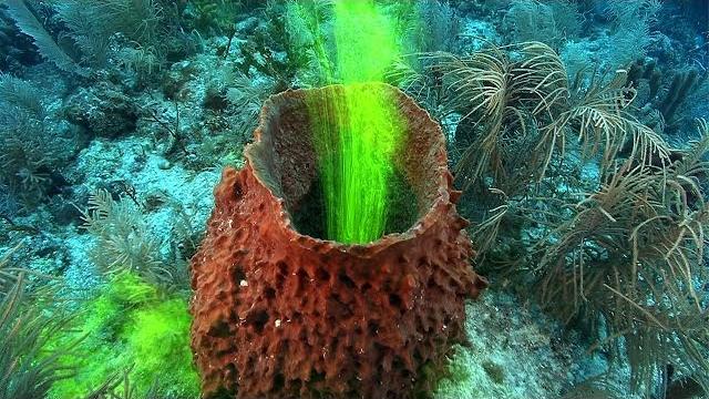 Sponges! | jonathan bird's blue world Sponges! | jonathan bird's blue world