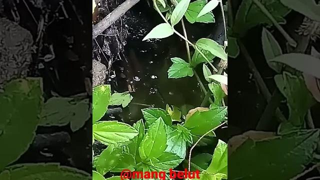 Ngurek belut abg montok Ngurek belut abg montok