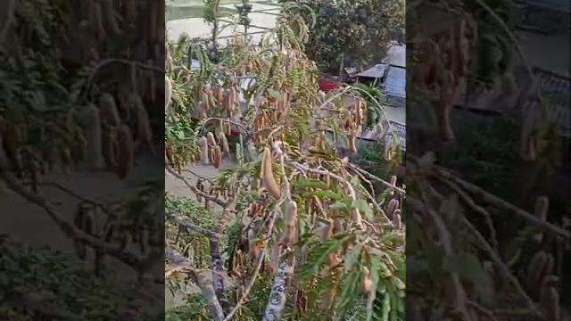 Tetul tree। tetul achar। tetul asar recipe in bangla।tetul makha recipe। tetul। farid life channel Tetul tree। tetul achar। tetul asar recipe in bangla।tetul makha recipe। tetul। farid life channel